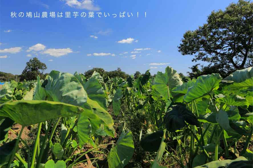 秋の鳩山農場は里芋の葉でいっぱい！！